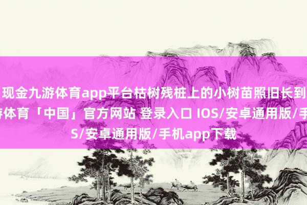 现金九游体育app平台枯树残桩上的小树苗照旧长到一尺高-九游体育「中国」官方网站 登录入口 IOS/安卓通用版/手机app下载